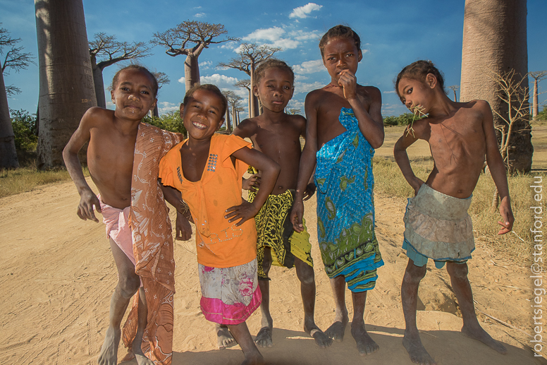 baobab